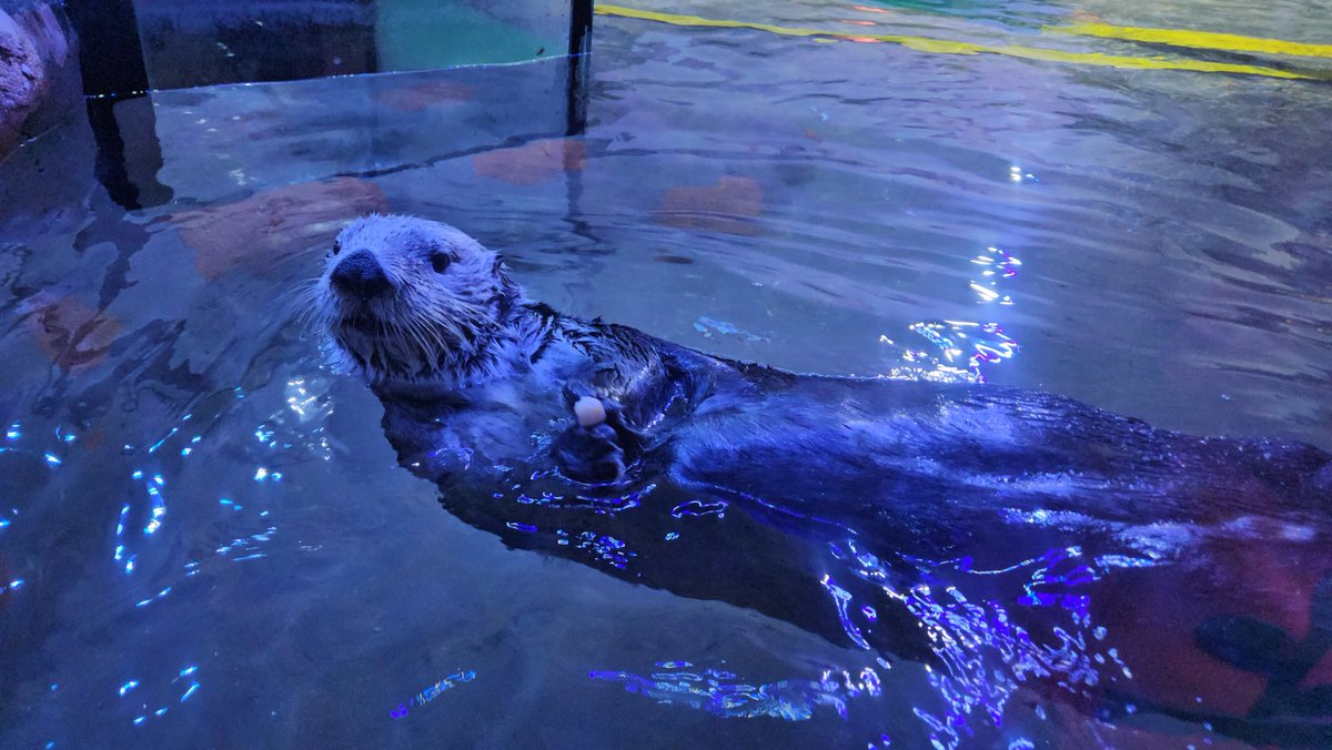 How do people from Birmingham usually call 'lunch'? Do they say dinner? A mom was just telling the kid that the seaotters would get their dinner in 20 minutes when it is actually lunch time, I just curious whether this is the dinner region