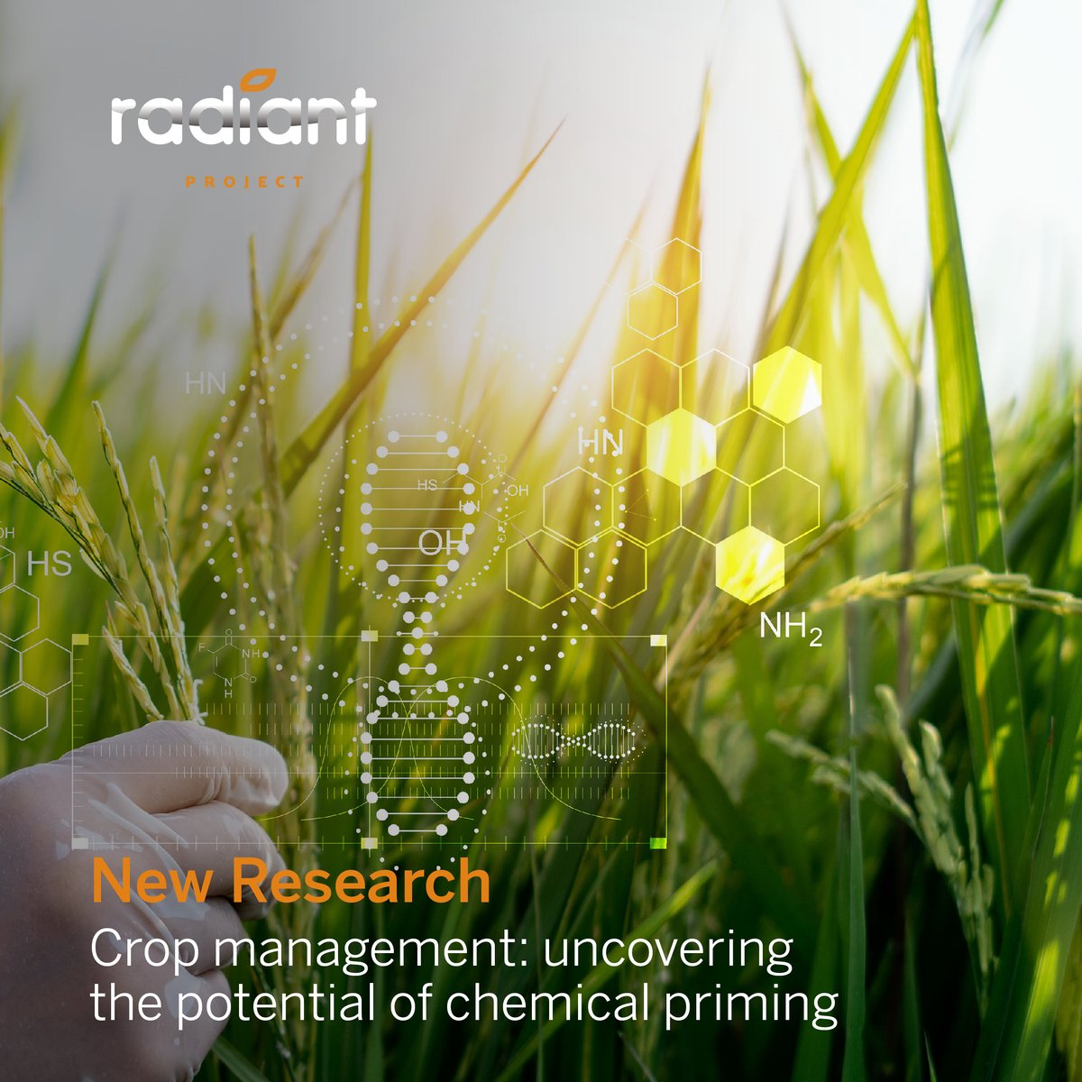 Chemical priming has reached #Radiant status! Recent research has taken to exploring the potential of different nanocarriers as potential priming agents for this method, aiming to increasing agricultural sustainability. #RADIANT #ChemicalPriming #Nanotech #Agriculture