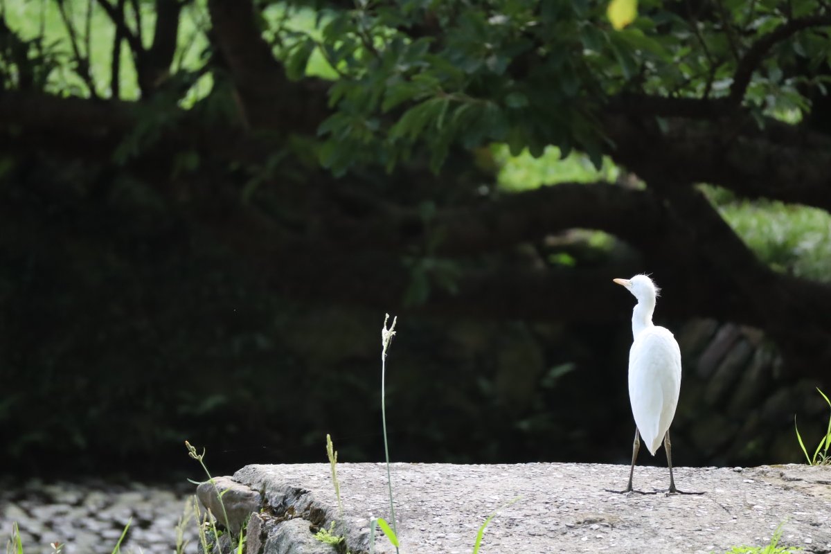 Fysliu's tweet image. 孤獨.....有時候.......妳/你會嗎?

#EOSM200
AUG.6,2023