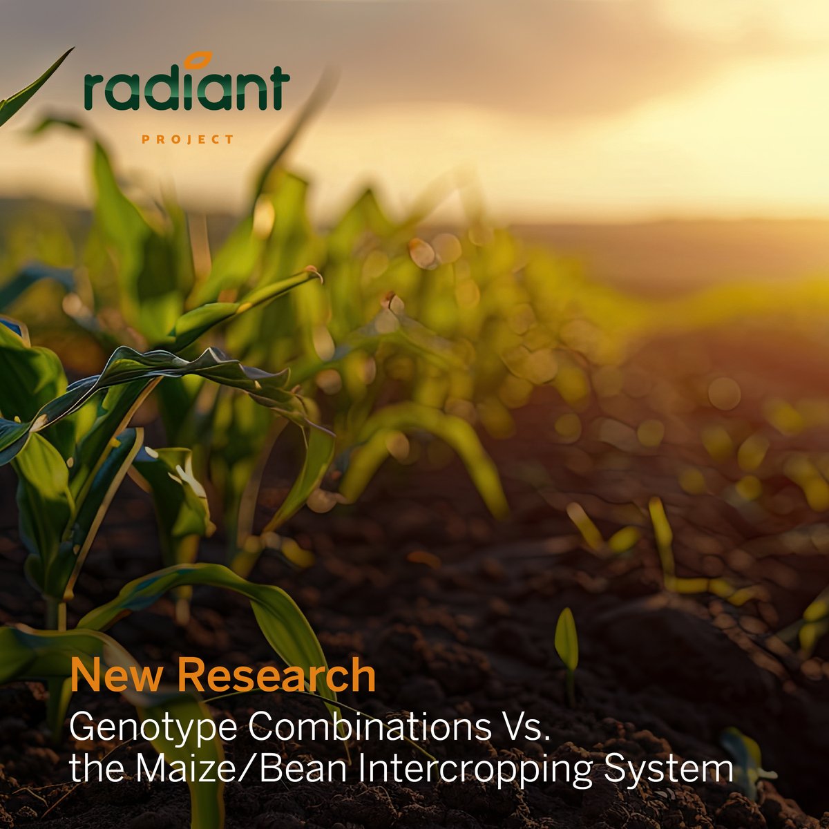 Read all about the #Radiant world of intercropping! Recent research has highlighted the impact of bean and maize genotypes on bacterial communities, as well as their potential for fostering enhanced intercropping strategies. #Radiant #Intercropping #Genotypes #Sustainability