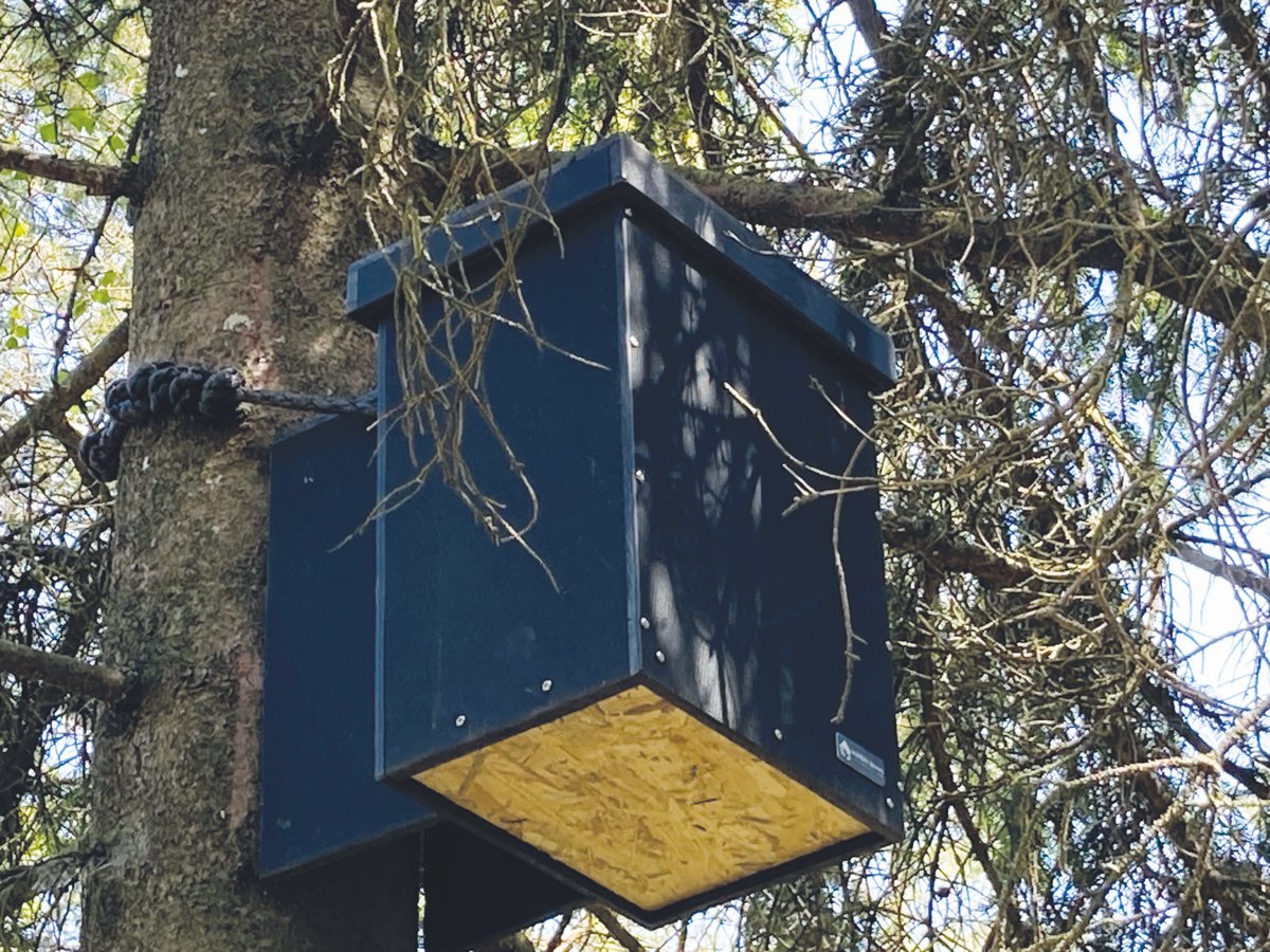 #NationalTreeWeek Pine martens need old trees with cavities to raise their kits out of reach of predators. But where such trees aren’t available, we can provide den boxes like this one installed during a pine marten workshop @abbeyleixbog with funding provided by @NPWSIreland.