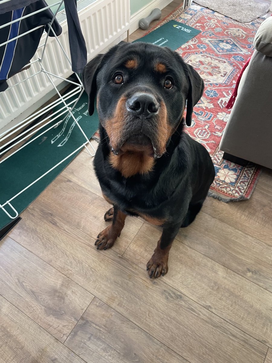 Broken and devestated. Pets are family 💔