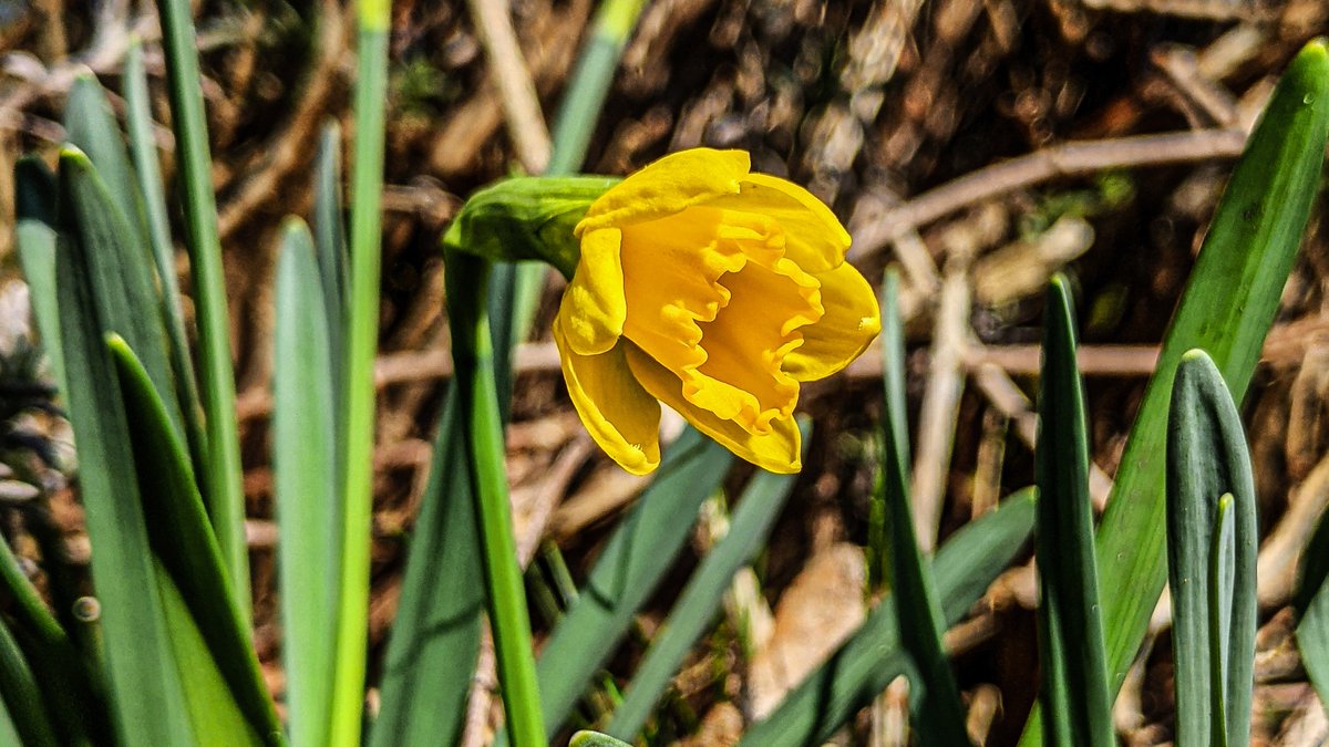 asterisque79's tweet photo. Yellow daffodil, red primrose covered in foliage and purple bluestem 💛❤️💜
#daffodil #primrose #bluestem #flower #blossom #spring #nature #photography https://t.co/PqRIUrizb9