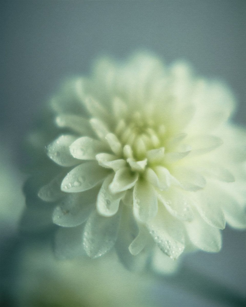 We wait for our given days and sleep, as the sun must rise again. Beautiful dreams painted like delusions clouded our memories. A lotus exude an illusions while our souls are yours forever. Our fate run among the peaceful fields of mind, forever trapped in mortality.