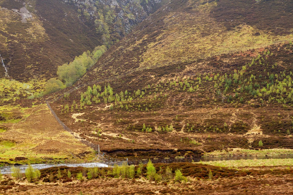 In a new publication from @jakewilliams844 @Nature_Based, @Pettorelli >20 years of restoration at Alladale Wilderness Reserve, a rewilding site in the Scottish Highlands, was assessed, looking at both passive restoration and active intervention 🌲🧵 #ZSLPapers 📷 Chris Sandom