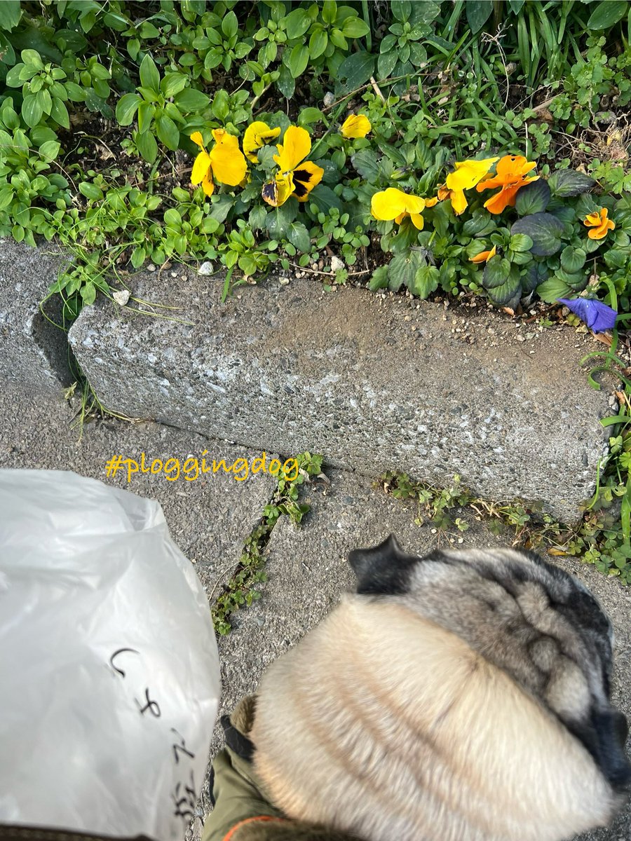 BlueCircleJapan's tweet photo. アポとご近所花見散歩🌸🐶🌼

#ploggingdog #ゴミ拾い散歩 
#パグ #pug #花 #春 #3月

#海にゴミが行きませんように🐟 https://t.co/MpiDXp2bYw