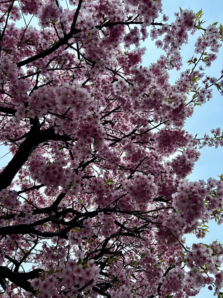 BlueCircleJapan's tweet photo. アポとご近所花見散歩🌸🐶🌼

#ploggingdog #ゴミ拾い散歩 
#パグ #pug #花 #春 #3月

#海にゴミが行きませんように🐟 https://t.co/MpiDXp2bYw