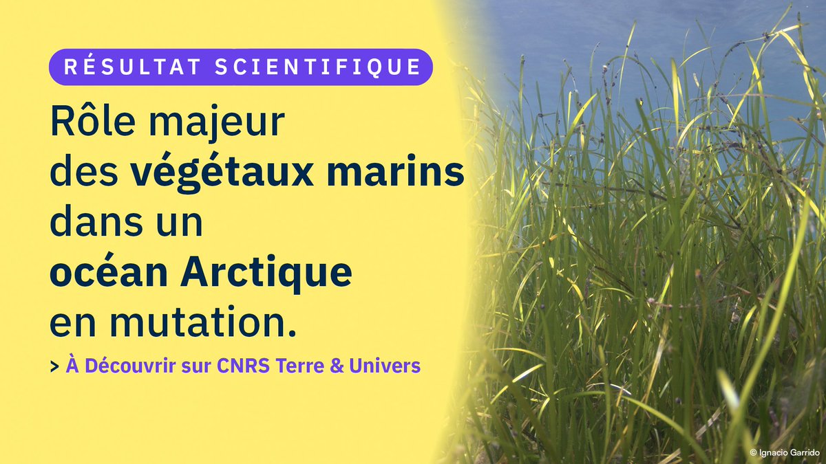 #RésultatScientifique Les végétaux marins du fond de l'océan Arctique contribuent de façon significative à son cycle du carbone. Cette contribution est appelée à augmenter avec la fonte de la glace de mer. Pour en savoir plus ⤵️ insu.cnrs.fr/fr/cnrsinfo/ro…