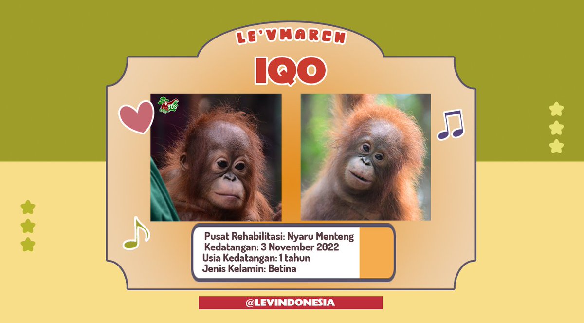 LEVINDONESIA's tweet photo. 📢 #LEVMARCH Birthday Project🎂

[Part 04]

Adopsi Orangutan Atas Nama Wang Zihao LE'V.
Melalui Borneo Orangutan Survival (BOS) @bornean_OU Foundation untuk Merayakan Ulang Tahun Wang Zihao LE'V ke 23 tahun. 

#HAPPY_LEV_DAY
#WANGZIHAO #王子浩 #레비 #LEV #レビ

@LEV_Official_ @LEV_OFFICIAL_JP