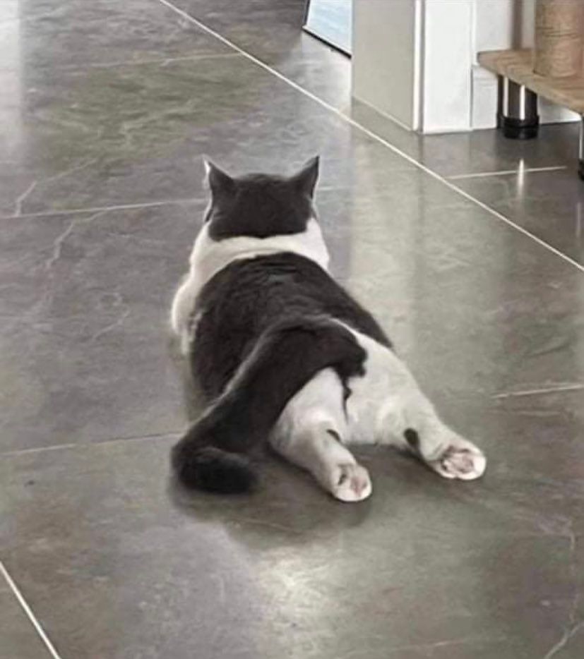 Why you should have a cat tweet media