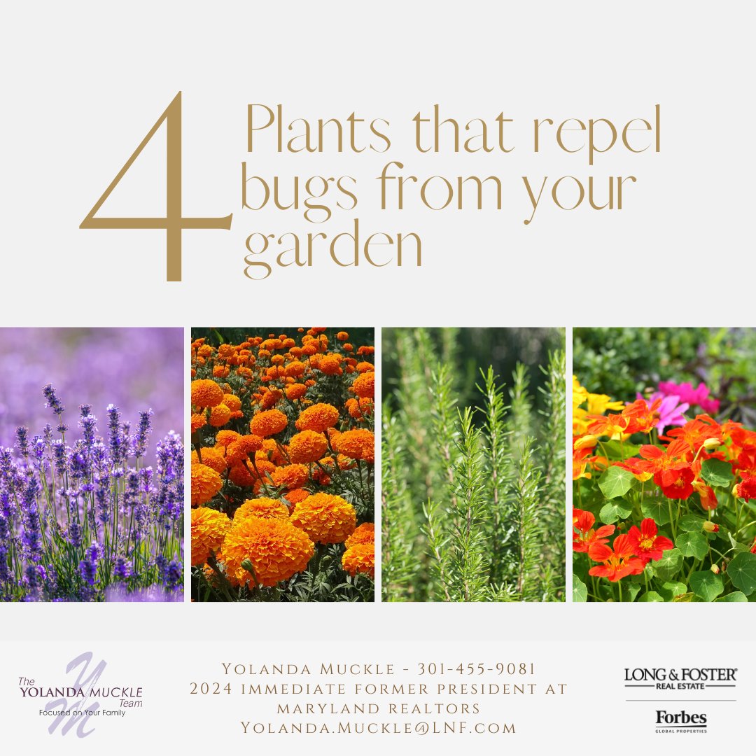 If you’re interested in natural insect repellents, try these insect-repelling plants:
-Lavender
-Marigolds
-Rosemary
-Nasturtiums

-The Yolanda Muckle Team💜

#gardencare #gardentips