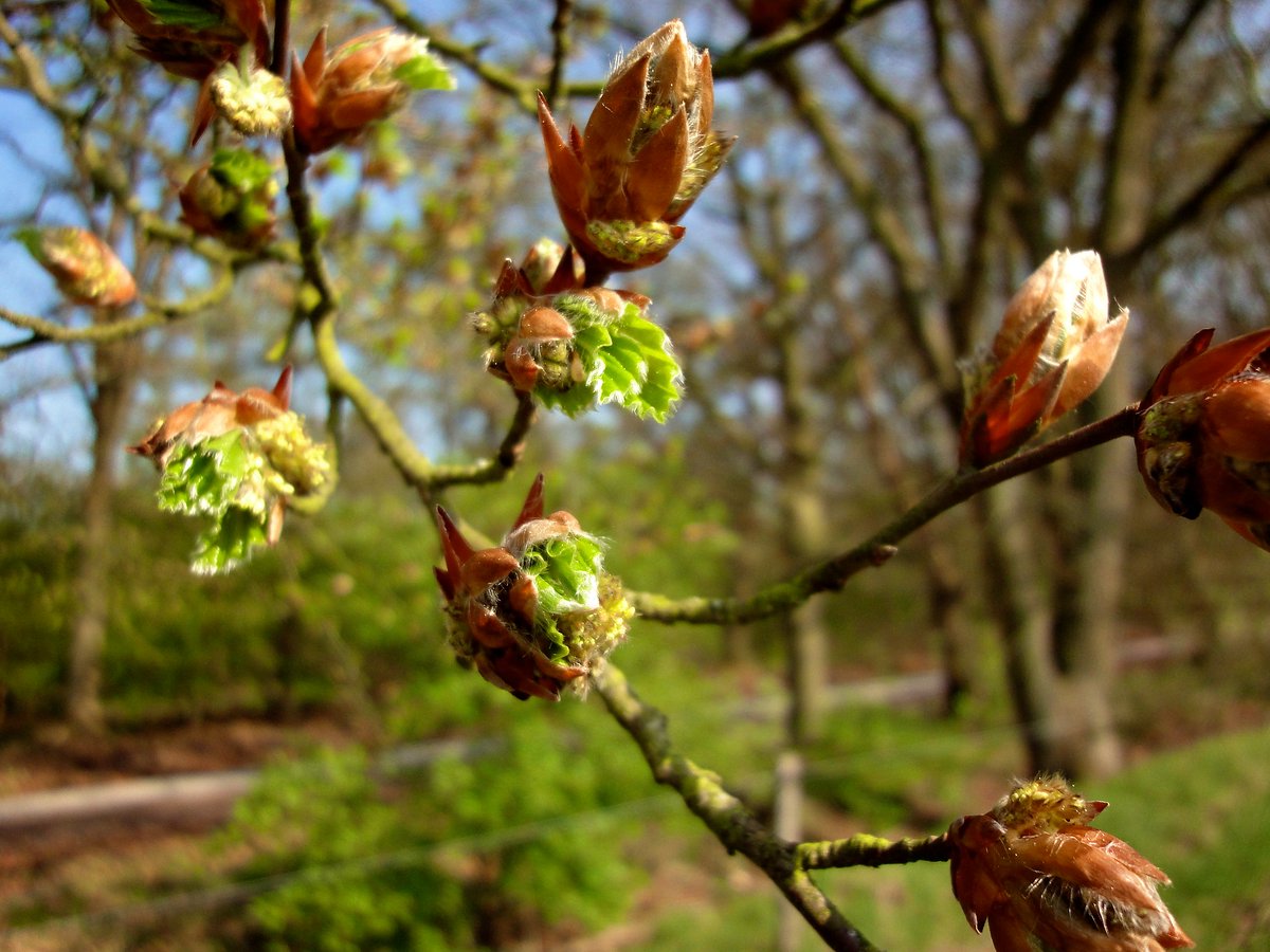 Zondag 10 maart om 10 uur natuurtocht voor kinderen in de Maasduinen. Tijdens deze wandeling met spelelementen nemen de gidsen kinderen mee op een ontdekkingstocht in alles wat groeit en bloeit. Ga mee en meld je aan via: limburgs-landschap.nl/activiteit/kin…