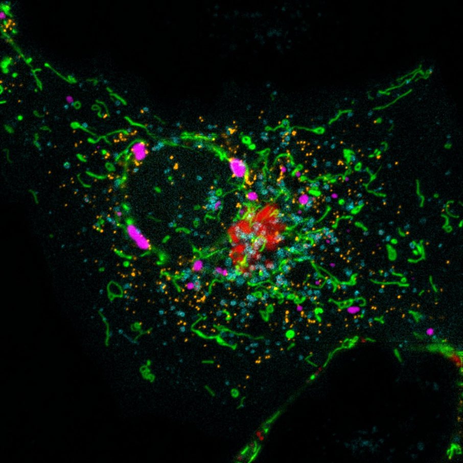 🚨 JOB CALL!!! 🚨 If you’re interested in neuronal cell biology, come and work with us to use custom imaging and omics tools to study organelle contact sites in neurons. Please RT friends‼️ Open calls for a @wellcometrust funded Post doc and RA position listed below…