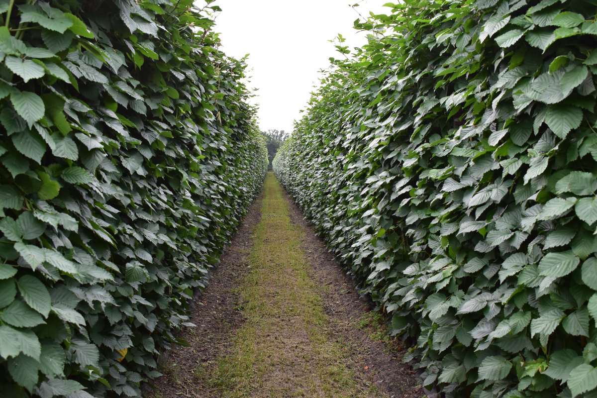 globalplantgen's tweet photo. Jamie recently presented at the @raspblackassoc North American Raspberry & Blackberry Association, Conference – going into much detail about the process behind Long Cane Production for Blackberries.
#NARBA #NorthAmerica #Raspberry #Blackberry #Association #LongCaneProduction https://t.co/MsG4AFMlny