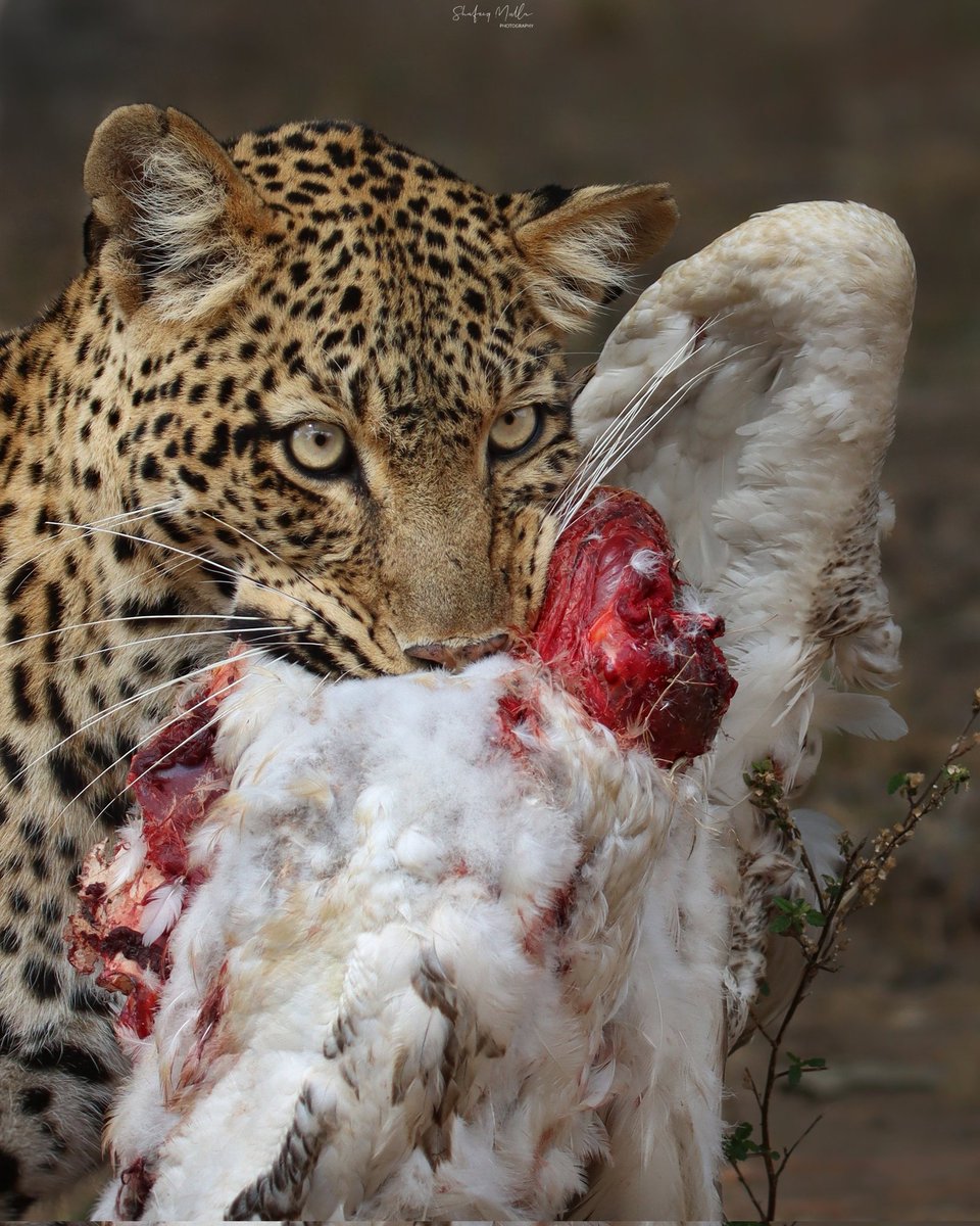 Olimba with a Great white pelican kill
#southluangwa #Zambia