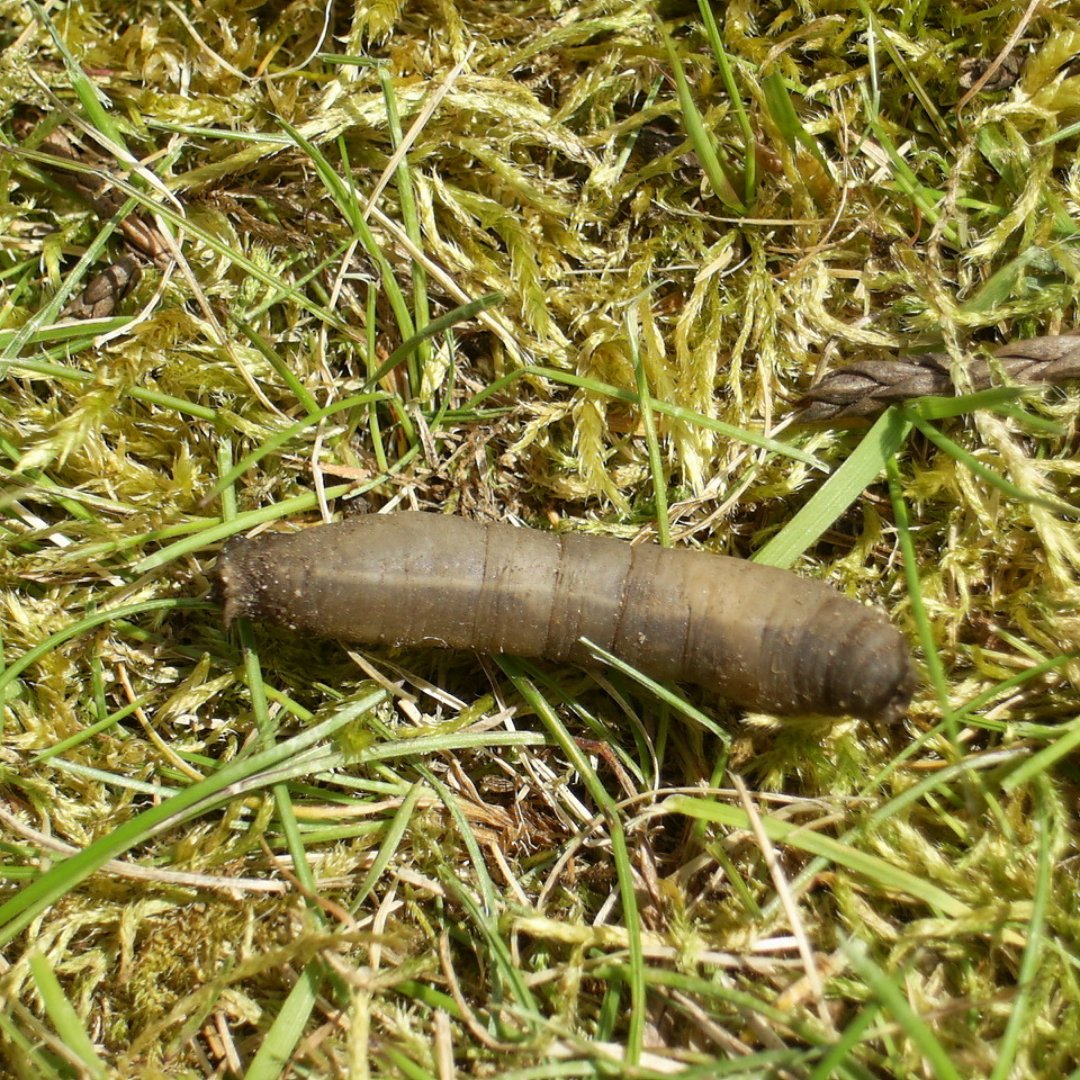 TurfSolvUk's tweet photo. 🐛 Meet 'The Usual Suspects' wreaking havoc in your lawn! From sneaky chafer grubs to cunning leatherjackets, these pests don’t stand a chance against TurfSolv®. Say goodbye to unwanted guests and hello to a healthy, pest-free lawn! 🌿✨ #LawnCare #PestFree #TurfSolv https://t.co/fxD9zsVW6R