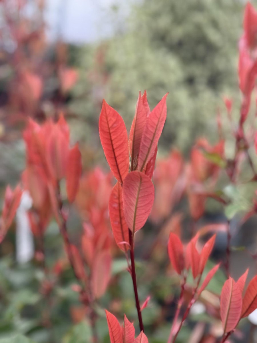 Spring has sprung! Lots of plants either bursting into leaf or flower on the #nursery now. Our Cash & Carry (CV23 9QQ) is well stocked and open Mom-Fri for your #plant needs. #peatfree #peatfreeplants #ukgrower #familyownedbusiness