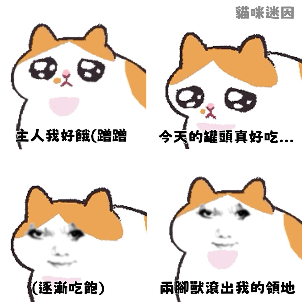 貓咪打電腦💻貓咪迷因正常運營中 tweet media