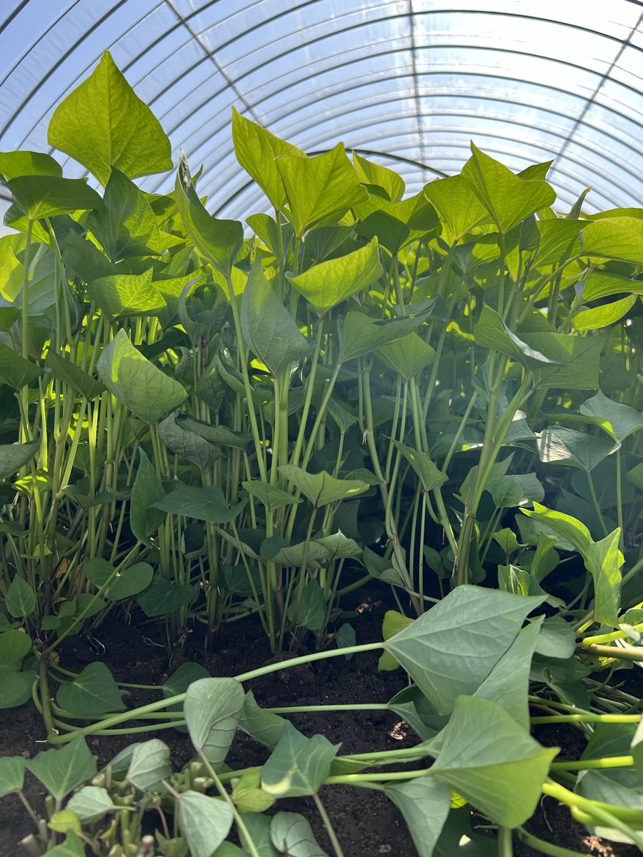 agristation tweet picture
