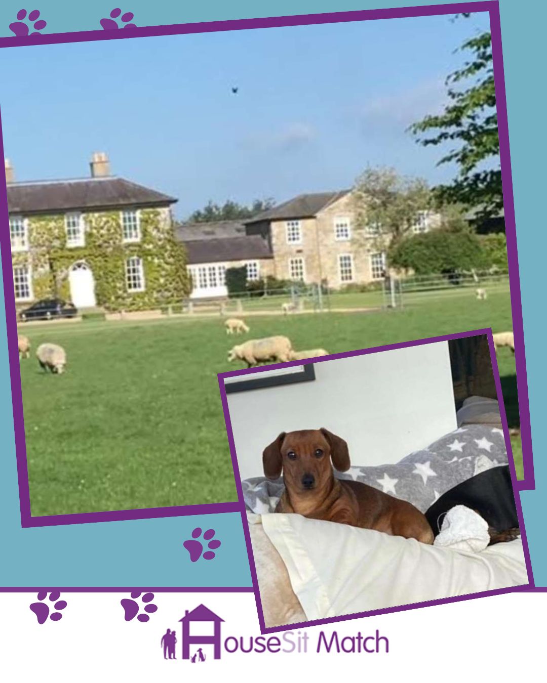 Housesit match cheap