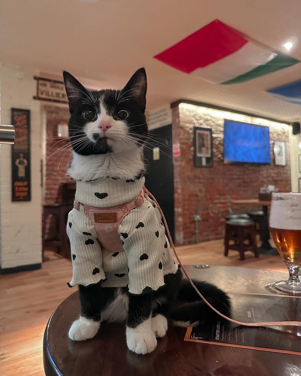 anyways #pubcat