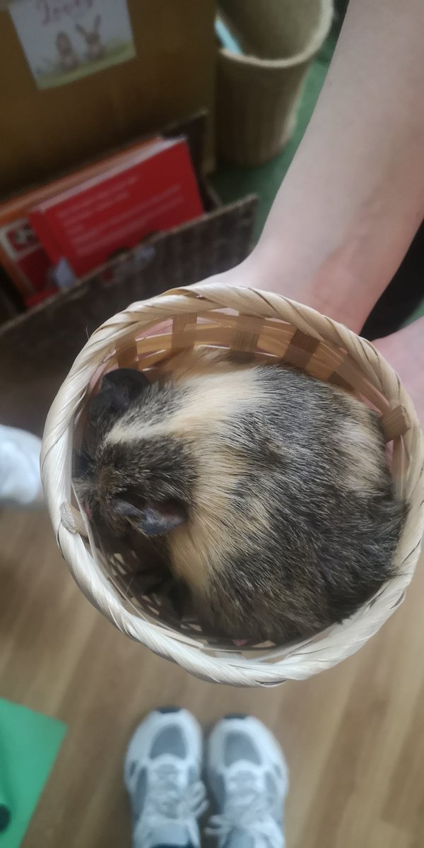 CoedGlasPCC's tweet photo. Guinea pig photo shoot 💞 https://t.co/aKti5BONie