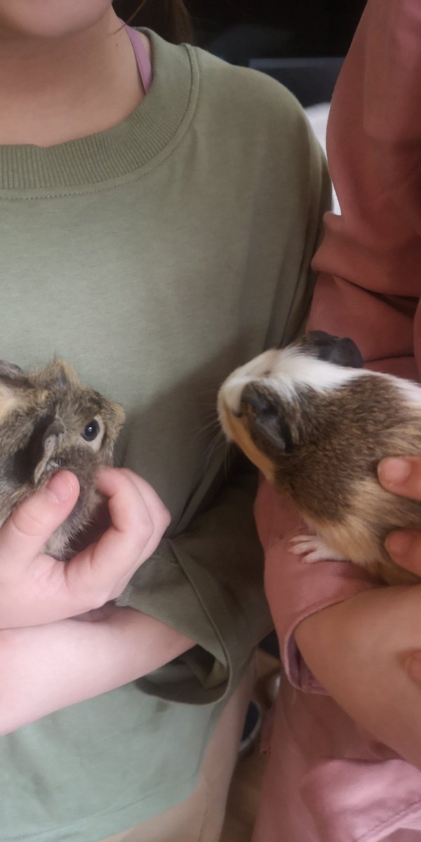 CoedGlasPCC's tweet photo. Guinea pig photo shoot 💞 https://t.co/aKti5BONie