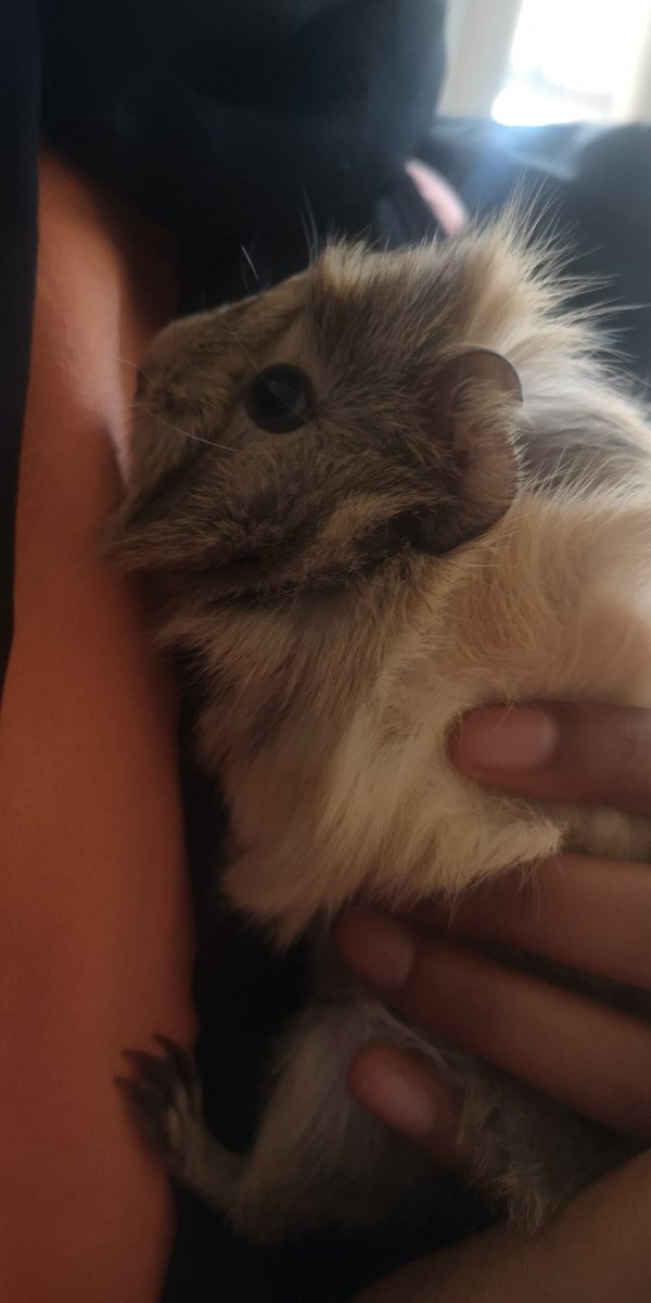 Guinea pig photo shoot 💞