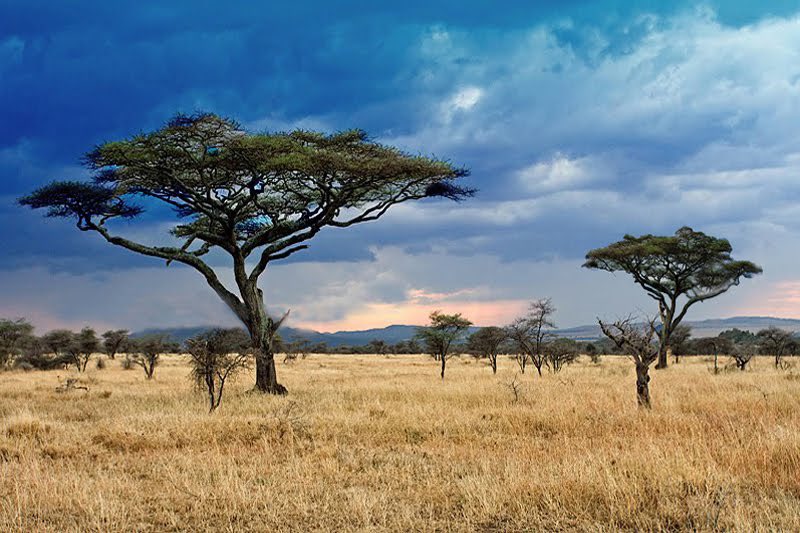 @ChrispenHachi Enjoy the journey, for it is still the early days. With each return home, the once seemingly desolate dry savannah grass, in contrast to the unending greenery of the UK, now shines with an ever-increasing and unexpected allure. The locals' relaxed lifestyle, initially judged as…