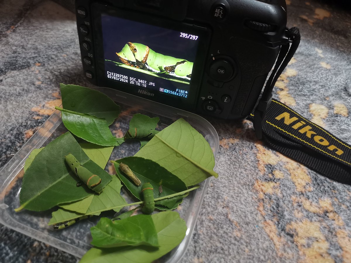 M_Faryd_D's tweet photo. 📸🐛 https://t.co/CqkDDfUIEx