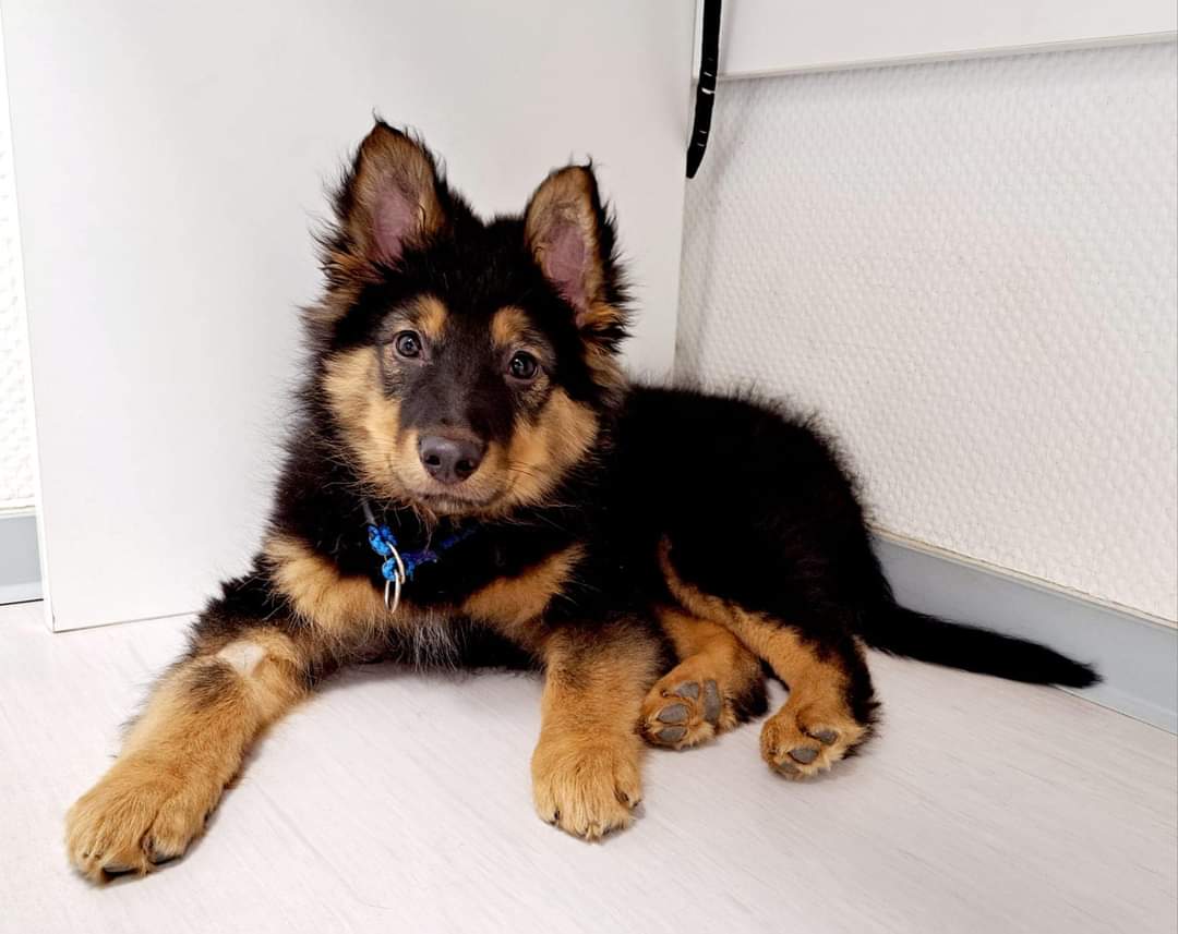 WackelLokiAlice's tweet photo. Hallo ihr Lieben 💚

Unsere Lieblings-tierärtztin aus unserer Heimat hat mit ihrem Team grade die kleine Hera zu Besuch✨

Ein kleiner Pflege-Fall, den wir bestimmt gegen jede Vernunft selbst aufgenommen hätten 🥹

Vielleicht findet sich ja jemand, der sich verliebt? 💚 https://t.co/EglTIBISsD