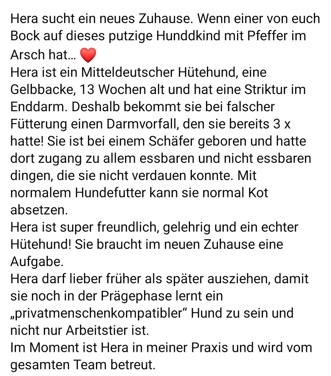 WackelLokiAlice's tweet photo. Hallo ihr Lieben 💚

Unsere Lieblings-tierärtztin aus unserer Heimat hat mit ihrem Team grade die kleine Hera zu Besuch✨

Ein kleiner Pflege-Fall, den wir bestimmt gegen jede Vernunft selbst aufgenommen hätten 🥹

Vielleicht findet sich ja jemand, der sich verliebt? 💚 https://t.co/EglTIBISsD