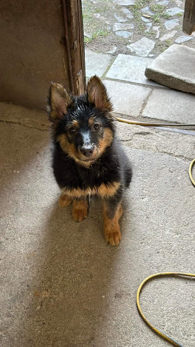 WackelLokiAlice's tweet photo. Hallo ihr Lieben 💚

Unsere Lieblings-tierärtztin aus unserer Heimat hat mit ihrem Team grade die kleine Hera zu Besuch✨

Ein kleiner Pflege-Fall, den wir bestimmt gegen jede Vernunft selbst aufgenommen hätten 🥹

Vielleicht findet sich ja jemand, der sich verliebt? 💚 https://t.co/EglTIBISsD