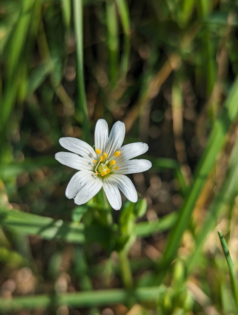 Greater stitchwort (Stellaria holostea) flowering in the early March sunshine.

@Love_plants @PlantlifeCymru @BSBIbotany @BSBICymru #spring