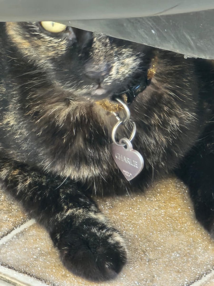 CairaLovesOL's tweet photo. SERVICIO SOCIAL: Este gatito apareció en mi calle en La Gloria, Bethania. Tiene collar y plaquita. Se ha llamado a los telefonos en la plaquita y nadie responde. Le estamos poniendo agua y bolitas, pero los comunitarios le hacen la vida imposible 🫣😭. 
Se agraden sus RTs. https://t.co/z4E14tpYiR