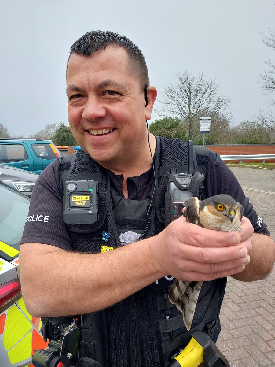 Featherd friend sat in the middle of the road injured, safely taken to local vets #ruralpolicing #localpolicing