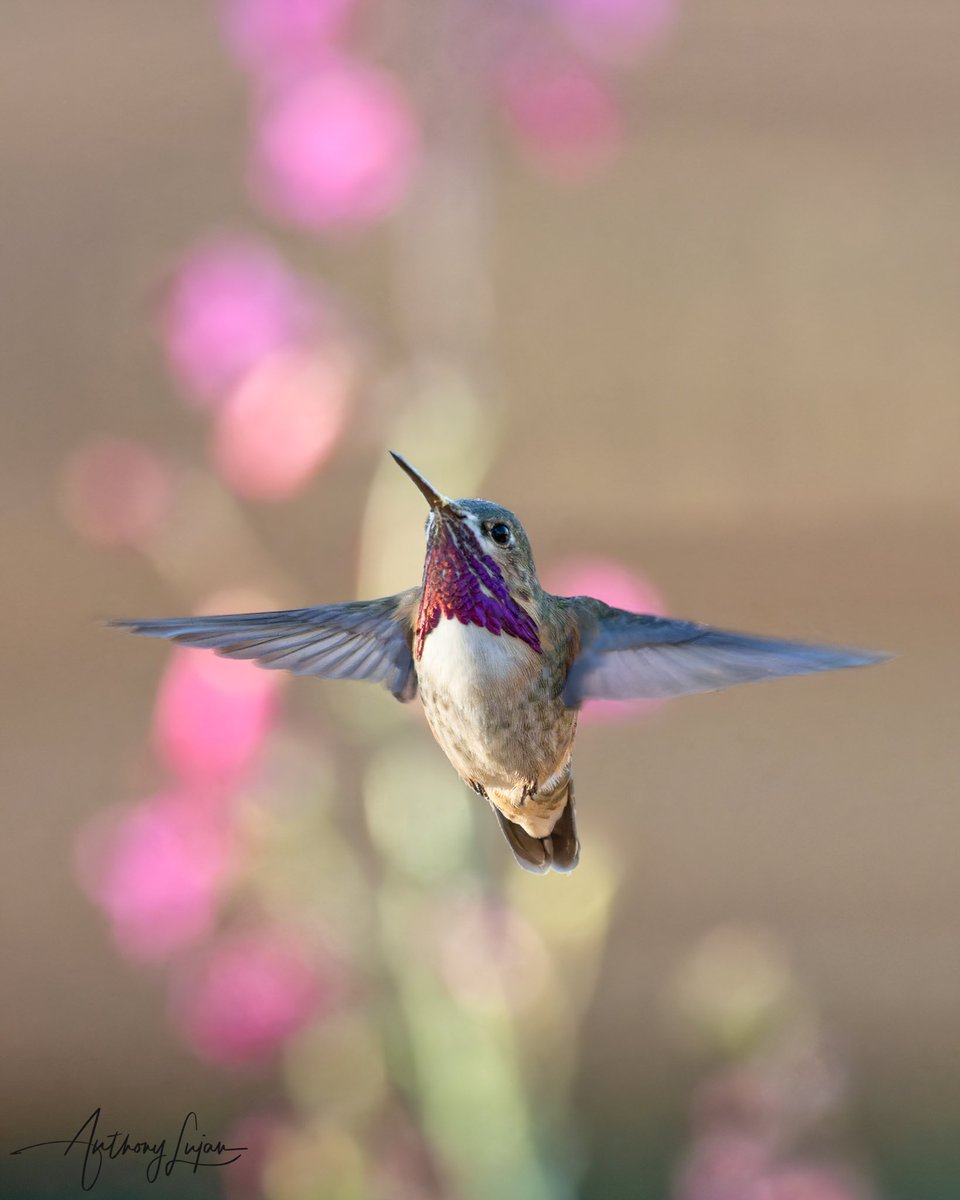 Cult of the Hummingbird (@culthummingbird) on Twitter photo 