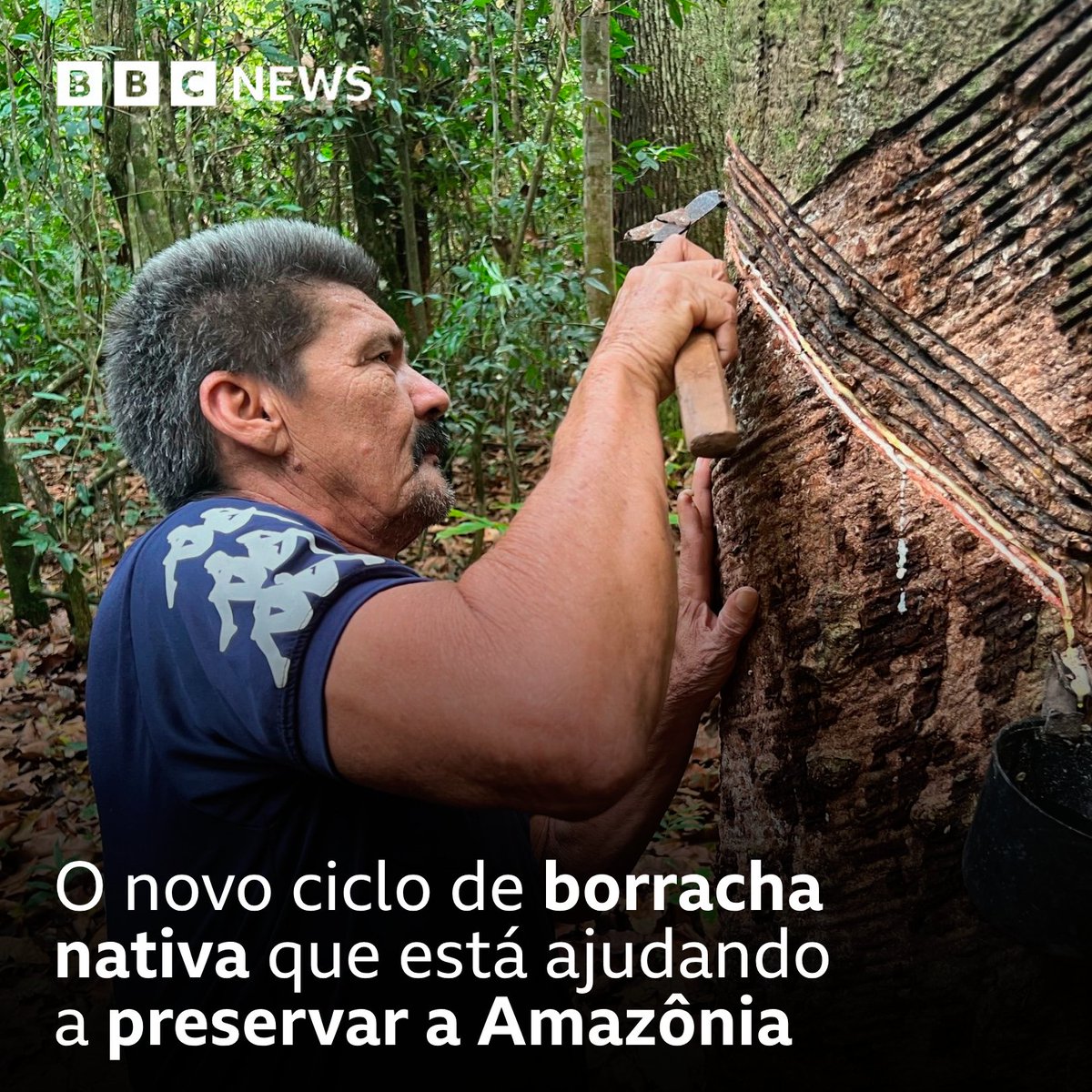 bbcbrasil's tweet photo. “O seringueiro é o melhor guarda florestal que nós temos. Se ele receber um preço justo pela produção de borracha artesanal, ele vai ficar ali cuidando da floresta. Se ao menos o mundo pudesse enxergar isso com clareza..." 

Mais de um século após ciclo que desenvolveu a região, novos modelos para compra da matéria-prima nativa com pagamentos por conservação ambiental criam incentivo para seringueiros retomarem atividade: https://t.co/aF9ce07E1w