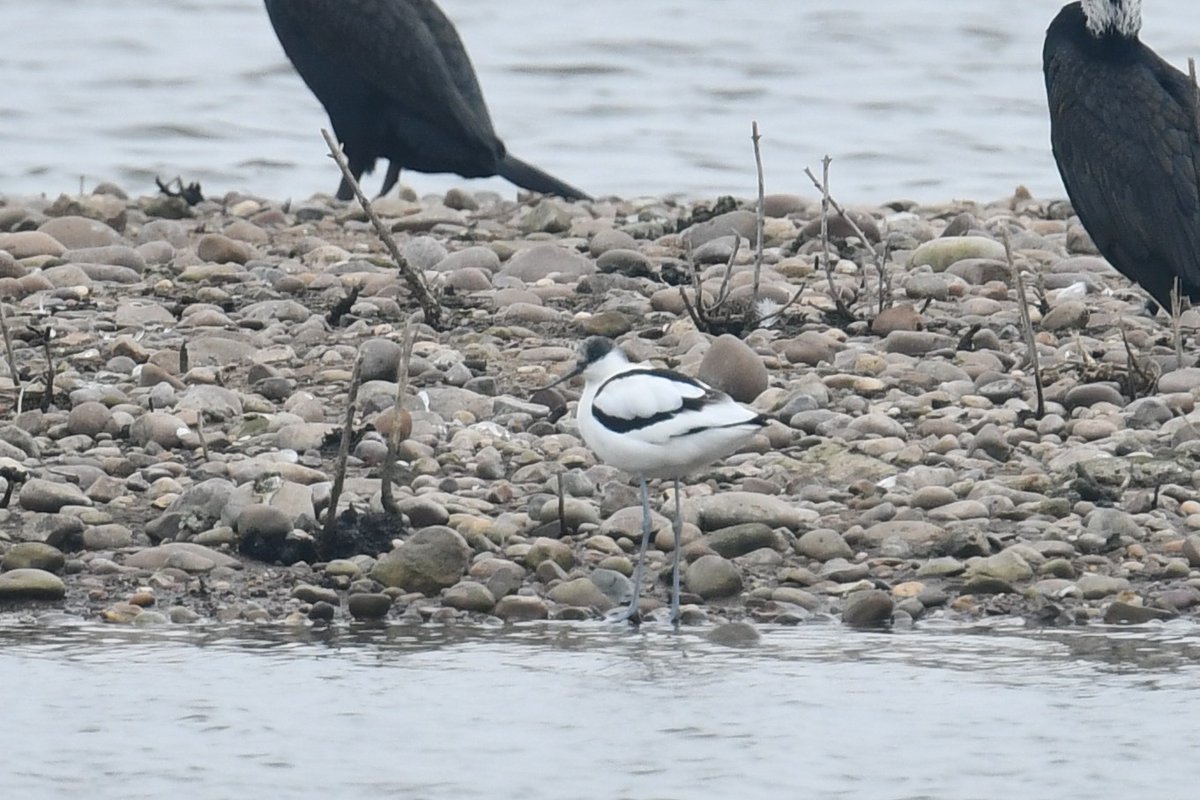 Signs of Spring today, despite the gloomy weather, with this Avocet at HP this morning on Blotts Pit.