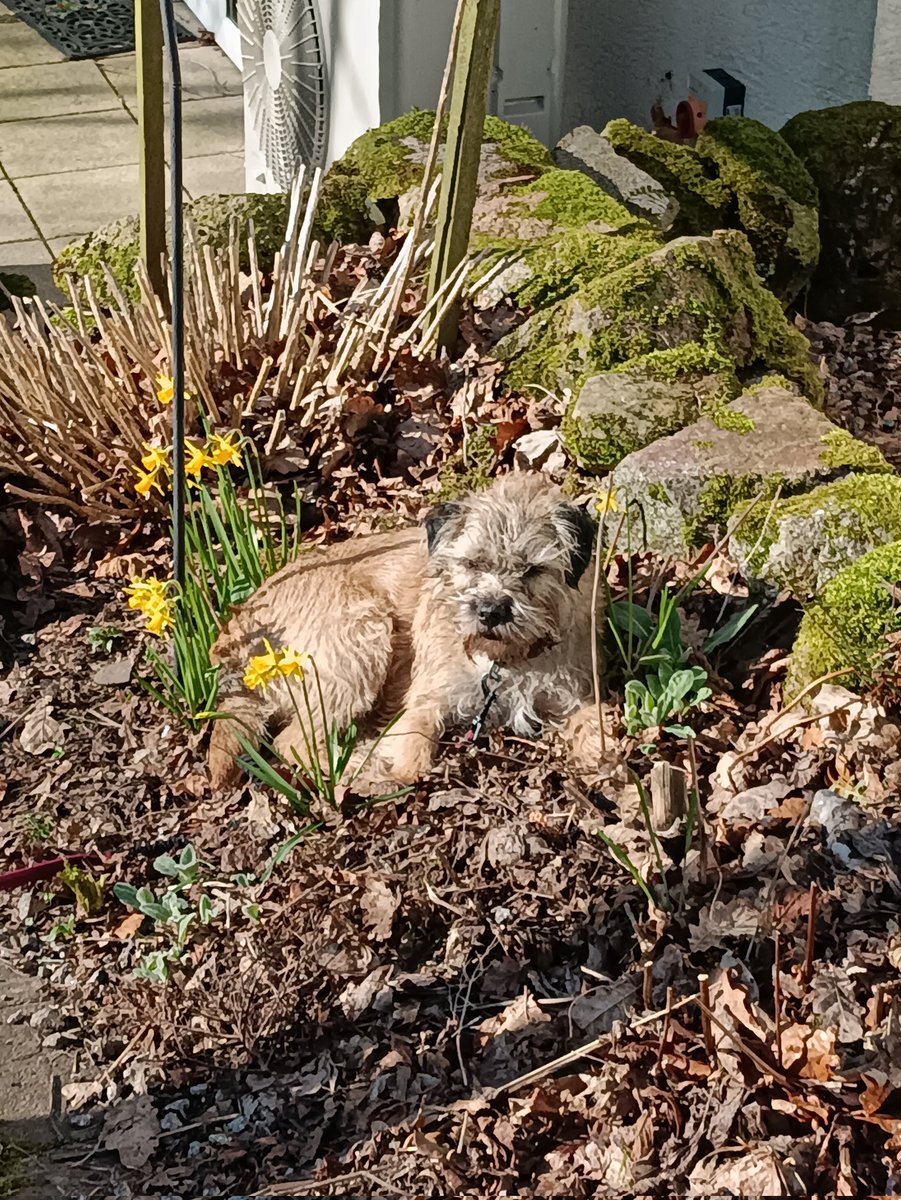 #BTPosse I am supervising today's gardening ❤️🐕