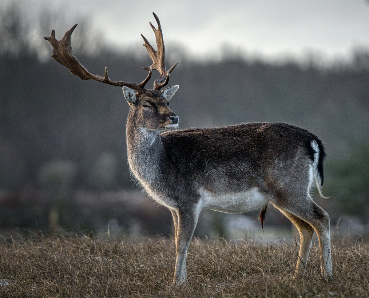 Silent dialogues of fallow deer 

#WildlifePhotography 
#WildlifeAdventures
#EarthGuardians
#WildlifeHabitat
#ConservationHeroes
#WildlifeSanctuary
#WildlifeEncounter
#PlanetEarth
#DiscoverNature
#WildlifeWonderland
#NaturePreservation
#eerlijkdelensocialmedia 
#gf_hdr