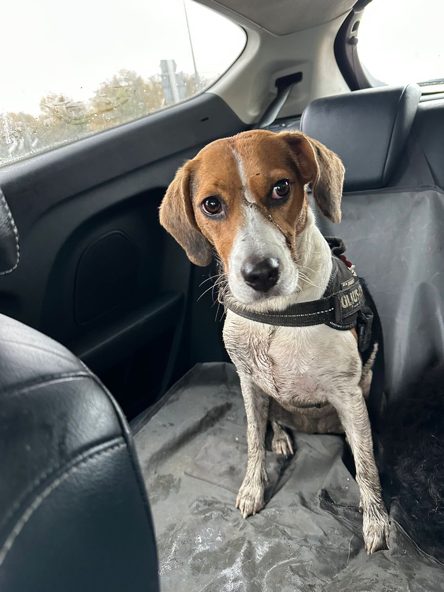 Tibble29's tweet image. #SkodaWaggies