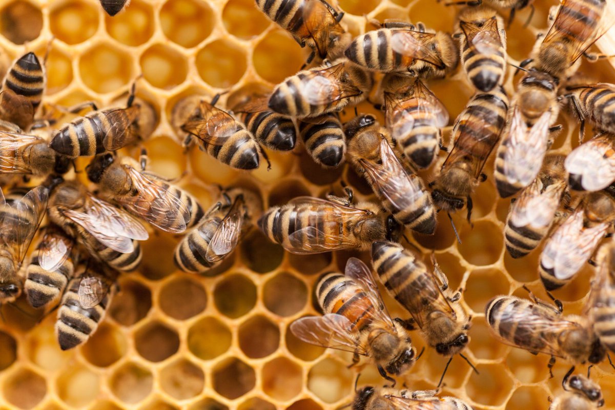 HMP Wymott (@hwymott) on Twitter photo We're introducing beekeeping into the skills mix for our men <a href="/HWymott/">HMP Wymott</a> to help build accountability & teamwork.
If any local beekeepers would be willing to donate a nucleus of bees to us, please contact us: gov.uk/guidance/wymot… We're introducing beekeeping into the skills mix for our men <a href="/HWymott/">HMP Wymott</a> to help build accountability & teamwork.
If any local beekeepers would be willing to donate a nucleus of bees to us, please contact us: gov.uk/guidance/wymot…