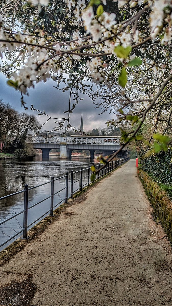 Spring is in the air in #Shrewsbury but still very fresh 🥶