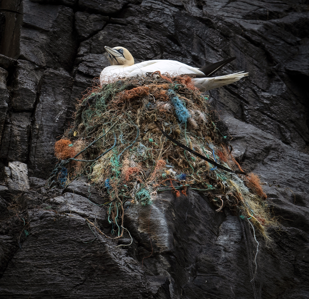 Enorme mengder plast i havet.
Havsulene har lenge bygget reir av små og store plastbiter på fugleøya Runde på Sunnmøre❗️
- Mikroplast finnes så å si overalt, forteller geokjemiker Henning K. B. Jensen ved NGU.
👉Les mer: ngu.no/nyheter/enorme…
Foto (copyright): Roger Brendhagen