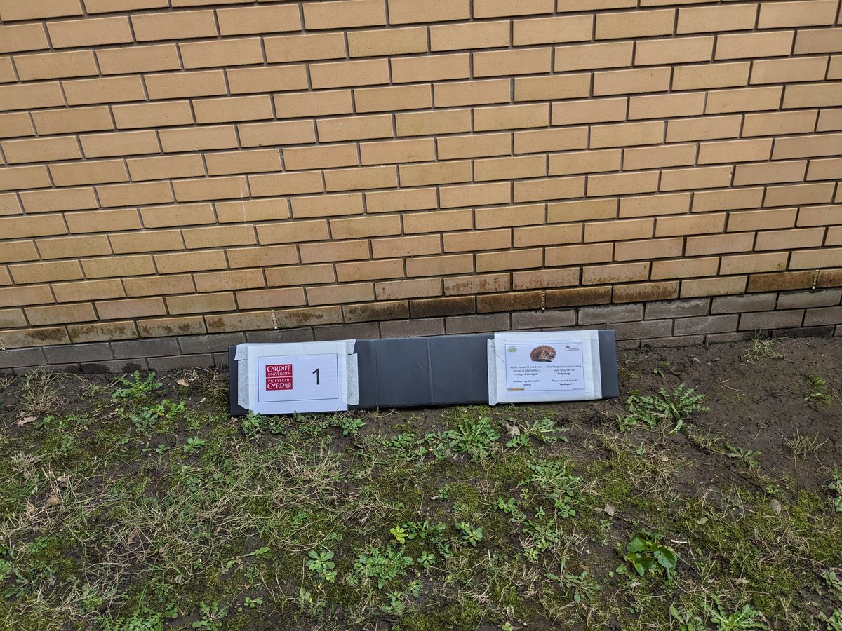 Footprint tunnels ready <a href="/cardiffbusiness/">Cardiff Business School</a> Wildlife &amp; Wellbeing Garden! The CARBS team will be checking them tomorrow looking for 🦔🐾.
