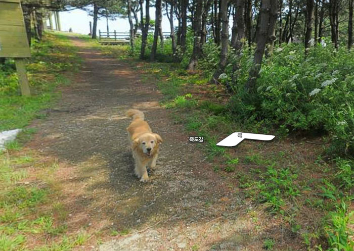 น้องเด้นเฟรนลี่เดินตามช่างภาพ Street view พร้อมทำ Photo bomb มันทุกรูป จนกลายเป็นขวัญใจชาวเน็ต น้องเด้นเนี้ยเป็นมิตรกับทุกคนจริงๆ น้องเด้น : ไปไหนไปกันฮะนุด (อยากดูน้องเด้่นสามารถตามไปที่คอมเม้นท์ได้เลยนะงับ) เชื่อหลายคนชอบใช้แผนที่ของ Google Street View ก่อนจะไปดูสถานที่จริง…