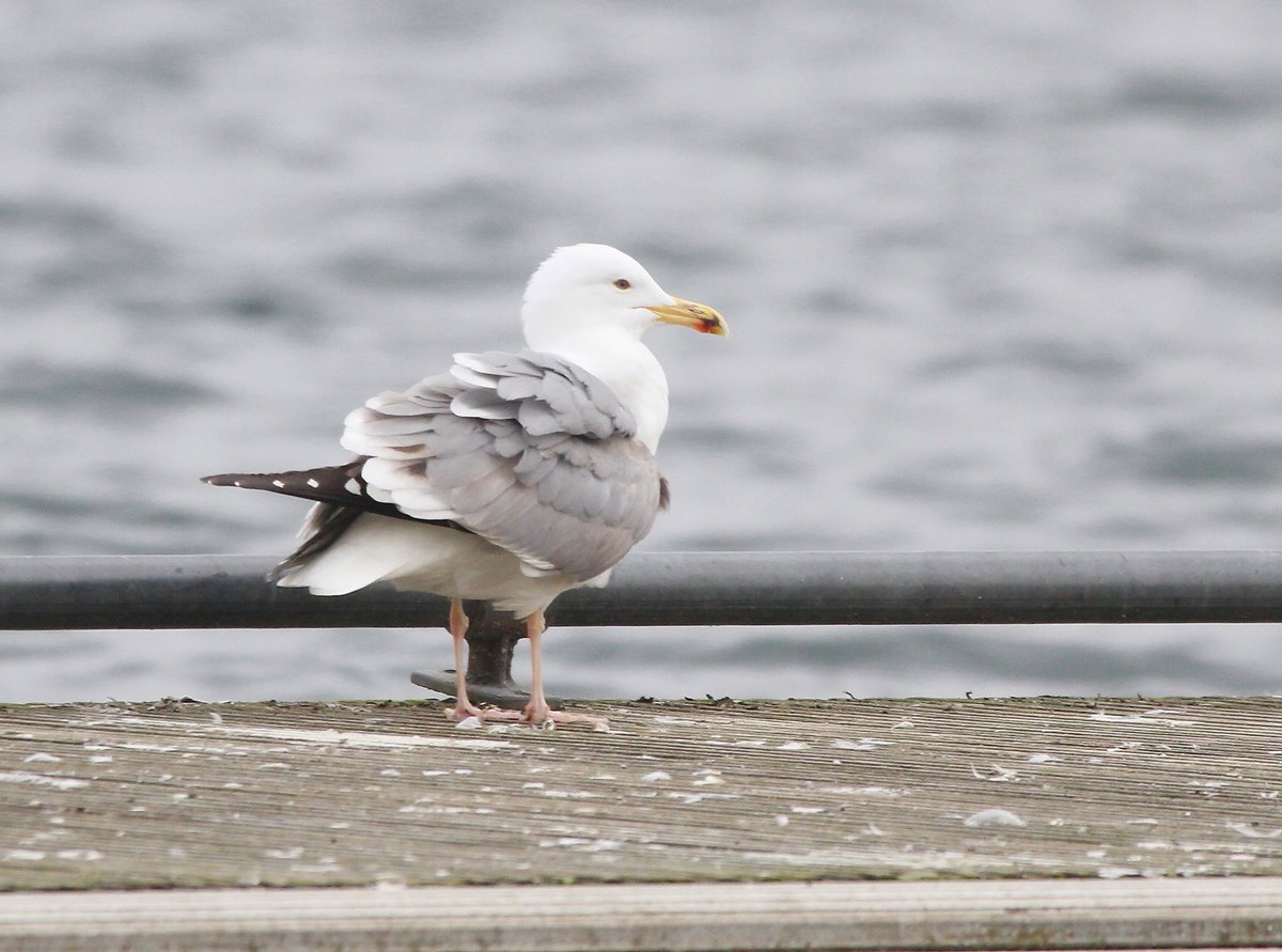 I thought I might have found a nice near-adult Caspian Gull on Stoke Newington West Reservoir this morning. After taking a few opinions though (Thanks!), I think it is going to go down as gull sp., with hybrid HG x LBBG perhaps being most likely.