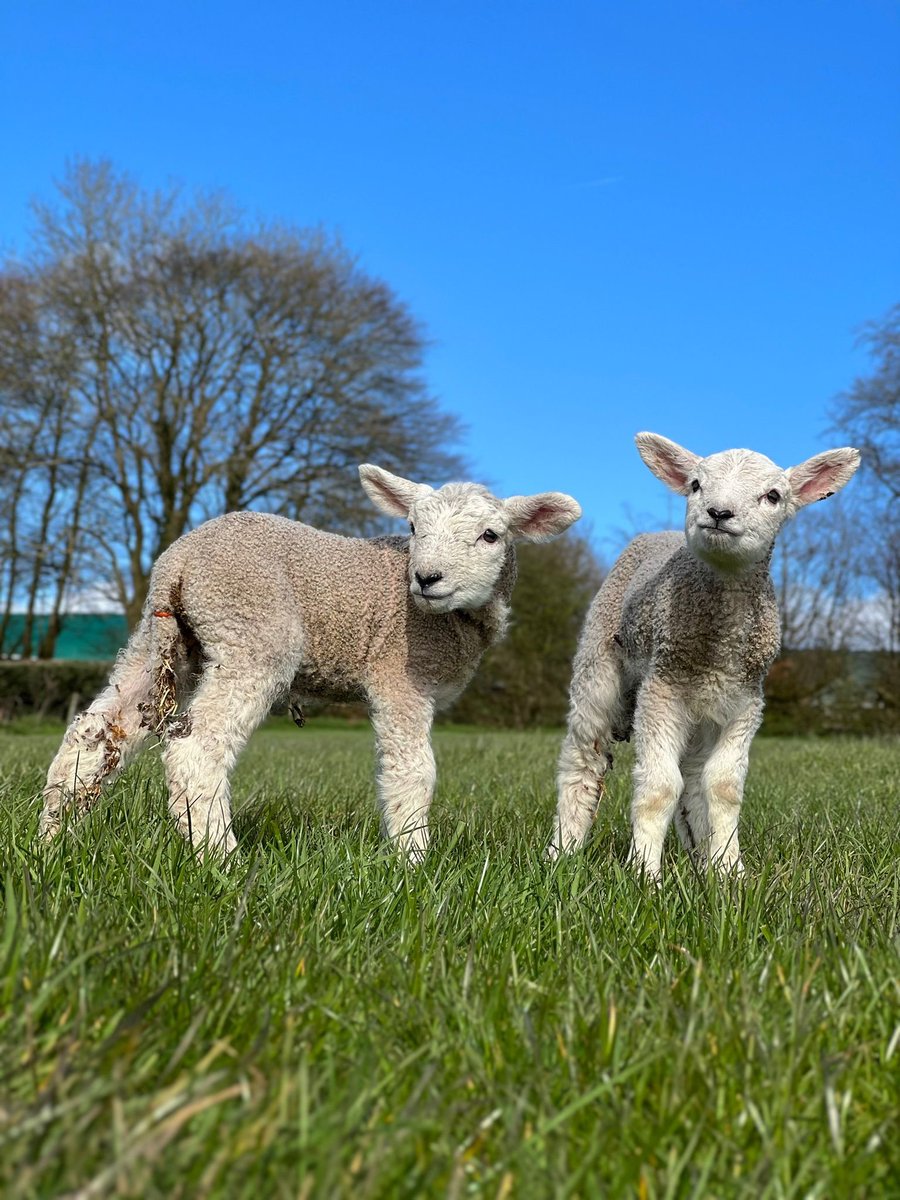 Our accidental early lambs are enjoying the sun on their backs after days of wet weather ☀️😎 #Lambing24 #farming