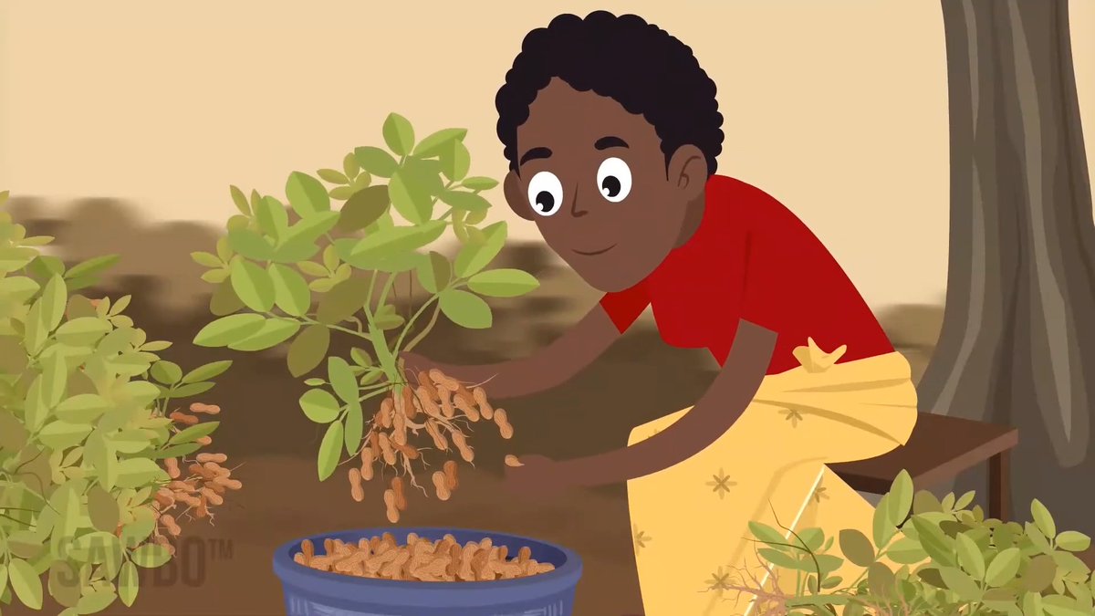 Maximize yield and storage life of your groundnut crop. This <a href="/SAWBOsm/">SAWBO - Scientific Animations Without Borders</a> video teaches good
agricultural practices from harvest to storage for groundnuts. This video is offered in 21 languages.
sawbo-animations.org/1151